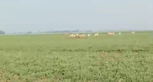 नीलगाय के आतंक से किसान परेशान, हर साल 60% फसल बर्बाद