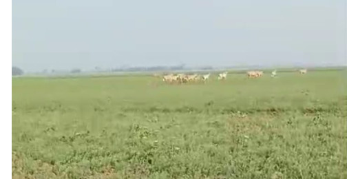 नीलगाय के आतंक से किसान परेशान, हर साल 60% फसल बर्बाद