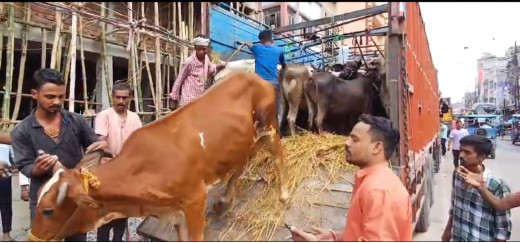 ट्रक में लदी मवेशी बरामद, 4 गिरफ्तार 