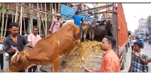 ट्रक में लदी मवेशी बरामद, 4 गिरफ्तार