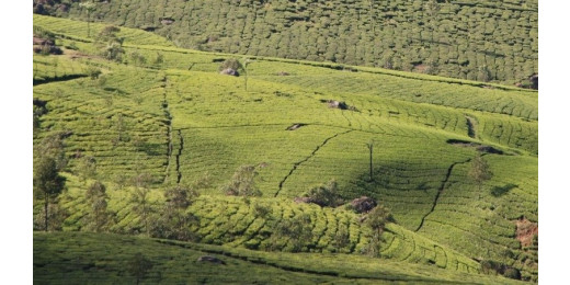 उत्तराखंड में जलवायु परिवर्तन ने बदला खेती का स्वरुप, दाल-मसालों ने ली धान-गेहूं की जगह