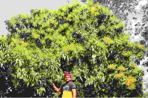 बागों में गूंज रही कोयल की कूक, आम और लीची के मंजर का ऐसे करें बचाव