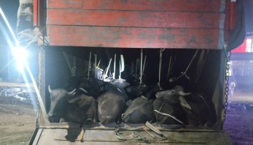 पशु तस्करी मामले में दो गिरफ्तार, 42 मवेशी जब्त 