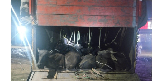 पशु तस्करी मामले में दो गिरफ्तार, 42 मवेशी जब्त