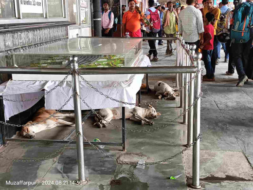 शहर के बाद अब रेलवे जंक्शन परिसर में आवारा कुत्तों का आतंक, यात्रियों में दहशत