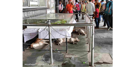 शहर के बाद अब रेलवे जंक्शन परिसर में आवारा कुत्तों का आतंक, यात्रियों में दहशत