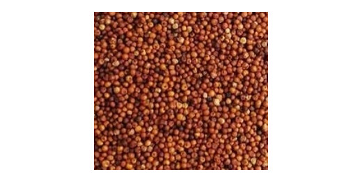 फिंगर मिलेट : सुपर एनर्जी सीड, थोड़ा खाएं, दिनभर ताकत पाएं