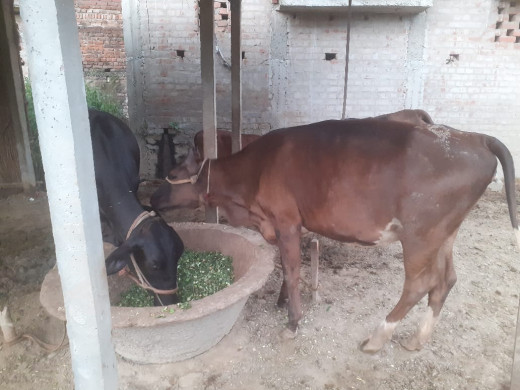 आत्मा द्वारा देशी गौ पालन पर पशुपालक किसानों को मिलेगा प्रशिक्षण