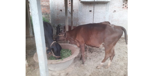 आत्मा द्वारा देशी गौ पालन पर पशुपालक किसानों को मिलेगा प्रशिक्षण