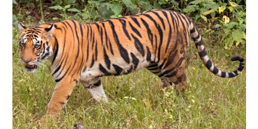 लखनऊ में बाघ की हलचल से दहशत, नए साल के जश्न पर ड्रोन से निगरानी