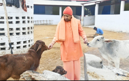 मुख्यमंत्री योगी का छलका गौ प्रेम, गोवंश को खिलाया गुड़-चना