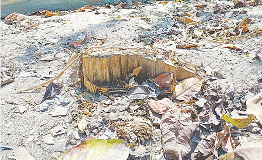 मुजफ्फरपुर शहर में हरियाली घटने का असर : सांस और जल संकट की दोहरी मार झेल रहे शहरवासी