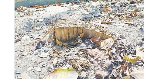 मुजफ्फरपुर शहर में हरियाली घटने का असर : सांस और जल संकट की दोहरी मार झेल रहे शहरवासी