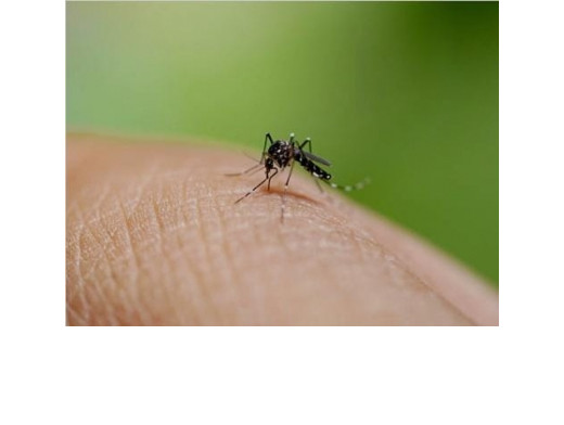 सावधान : डेंगू के बढ़ते प्रकोप ने ली 200 से अधिक जानें, डेंगू मच्छर से सतर्क रहें