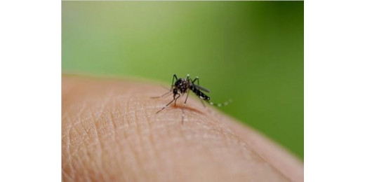 सावधान : डेंगू के बढ़ते प्रकोप ने ली 200 से अधिक जानें, डेंगू मच्छर से सतर्क रहें