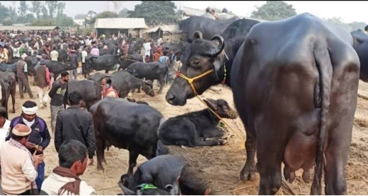 मानवों की भैंस विषयक असहिष्णुता 