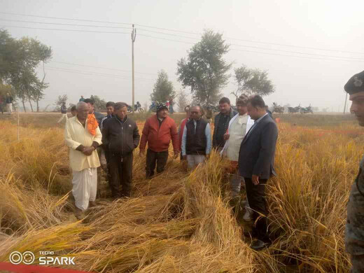 धान उत्पादन के सटीक मूल्यांकन हेतु लखीसराय प्रशासन का फील्ड निरीक्षण