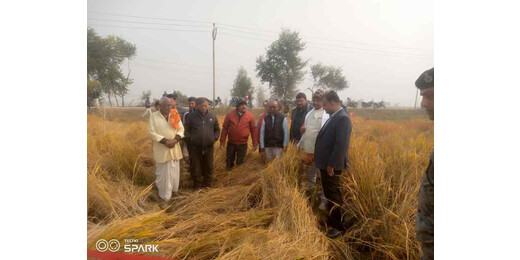 धान उत्पादन के सटीक मूल्यांकन हेतु लखीसराय प्रशासन का फील्ड निरीक्षण