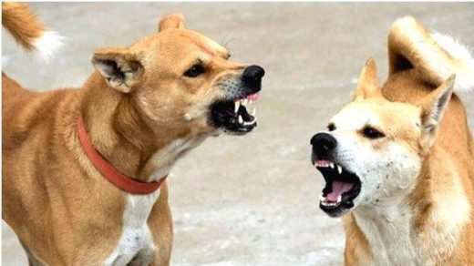 मुजफ्फरपुर में आवारा कुत्तों का आतंक, प्रशासन बेखबर