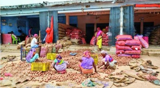 बंगाल से आलू पर लगे रोक के बाद उत्तर प्रदेश की मंडियों से पहुंच रही आलू की बड़ी खेप 