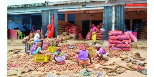 बंगाल से आलू पर लगे रोक के बाद उत्तर प्रदेश की मंडियों से पहुंच रही आलू की बड़ी खेप
