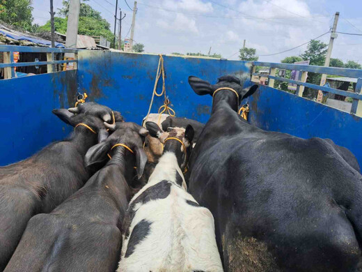 बजरंग दल ने पकड़ी गौ तस्करी की बड़ी खेप, गायों से भरी पिकअप वाहन जब्त