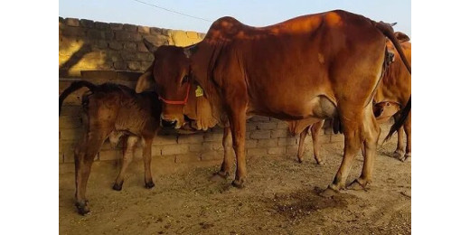 गाय के मूत्र में होता है खतरनाक बैक्टीरिया, रिसर्च में हुआ खुलासा 