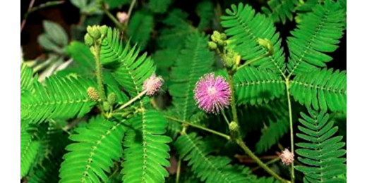 शमी का पौधा घर में लगाते समय इन बातों का रखे ध्यान