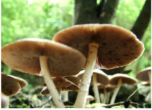 जहरीली मशरूम खाने से एक दर्जन से अधिक लोग बीमार, समय रहते उपचार से टली बड़ी अनहोनी