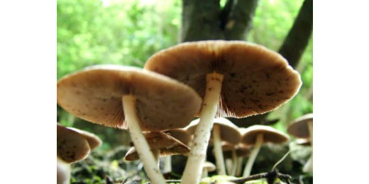 जहरीली मशरूम खाने से एक दर्जन से अधिक लोग बीमार, समय रहते उपचार से टली बड़ी अनहोनी