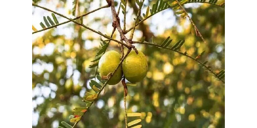 भारत में बागवानी फसलों के उत्पादन में रिकॉर्ड वृद्धि का अनुमान, 2024-25 में 3.7% उछाल