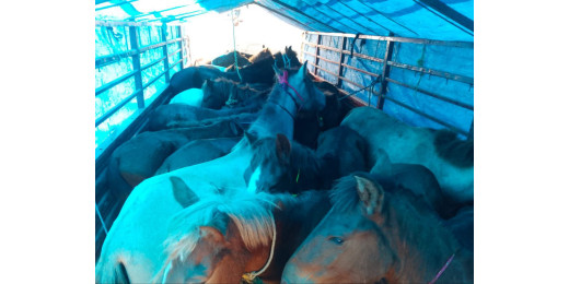 मवेशी तस्करी का भंडाफोड़, चार तस्कर गिरफ्तार
