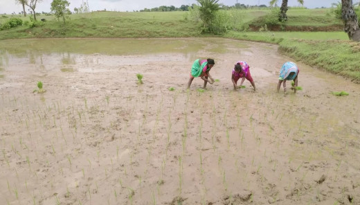 झारखंड के कई जिलों में सूखाड़ की हालत, सरकारी मदद कोसों दूर