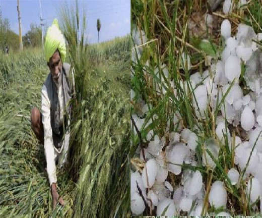 मुजफ्फरपुर-वैशाली में जमकर हुई ओलावृष्टि, किसानों के चेहरे पड़े पीले