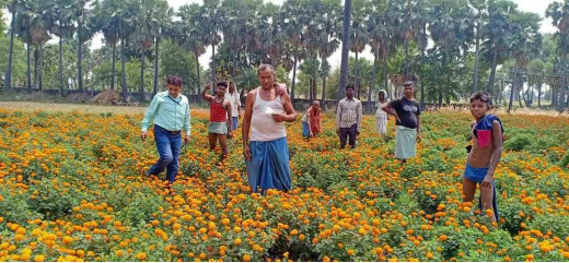 लखीसराय में फूलों की खेती को बढ़ावा, 40 किसानों को मिलेगा प्रशिक्षण