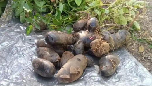 राजभवन में प्रयोग के तौर पर तैयार की गई काले आलू की फसल, औषधीय गुणों से भरपूर