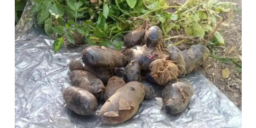 राजभवन में प्रयोग के तौर पर तैयार की गई काले आलू की फसल, औषधीय गुणों से भरपूर