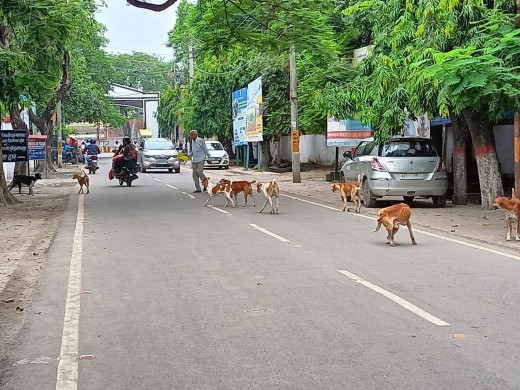 समाहरणालय परिसर में आवारा कुत्तों का आतंक, नगर निगम उदासीन