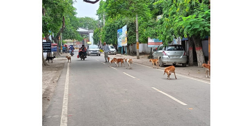 समाहरणालय परिसर में आवारा कुत्तों का आतंक, नगर निगम उदासीन