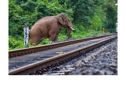 असम : हाथियों के झुंड से टकराई राजधानी एक्सप्रेस, 7 हाथियों की मौत