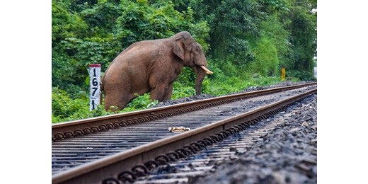 असम : हाथियों के झुंड से टकराई राजधानी एक्सप्रेस, 7 हाथियों की मौत