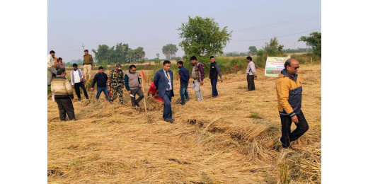 बिल्लो ग्राम में जिला पदाधिकारी ने कराया धान फसल कटनी प्रयोग