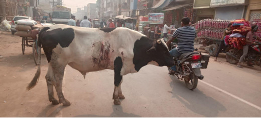 निराह प्राणियों की मदद के लिए सुनिल कुमार की जिला अधिकारी से अपील