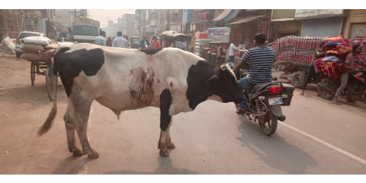 निराह प्राणियों की मदद के लिए सुनिल कुमार की जिला अधिकारी से अपील