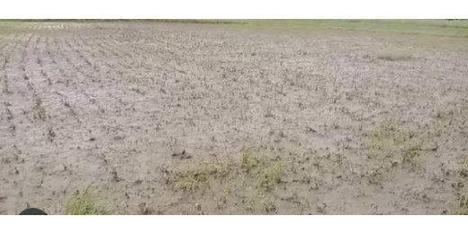 मानसून की देरी से बिहार के विभिन्न हिस्सों में कृषि क्षेत्र को संकट