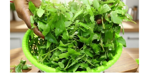 सर्दियों में बथुआ है बेहद खास, एनीमिया और कब्ज की समस्याओं में रामबाण