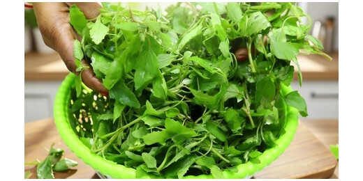 सर्दियों में बथुआ है बेहद खास, एनीमिया और कब्ज की समस्याओं में रामबाण