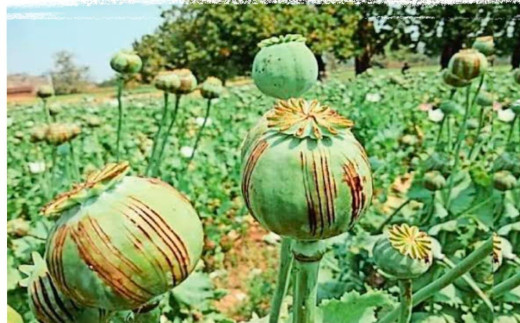 पोस्ता की खेती में कमी, तस्कर अधिकारियों के ट्रांसफर का कर रहे इंतजार