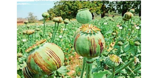 पोस्ता की खेती में कमी, तस्कर अधिकारियों के ट्रांसफर का कर रहे इंतजार