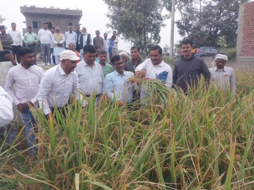 जिला पदाधिकारी ने किया किसान राम सागर ठाकुर के खेत में फसल कटनी निरीक्षण